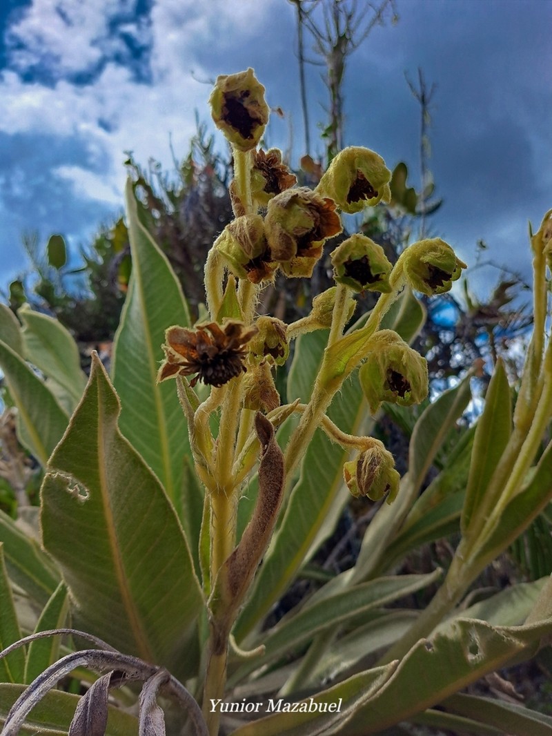 Espeletia idroboi