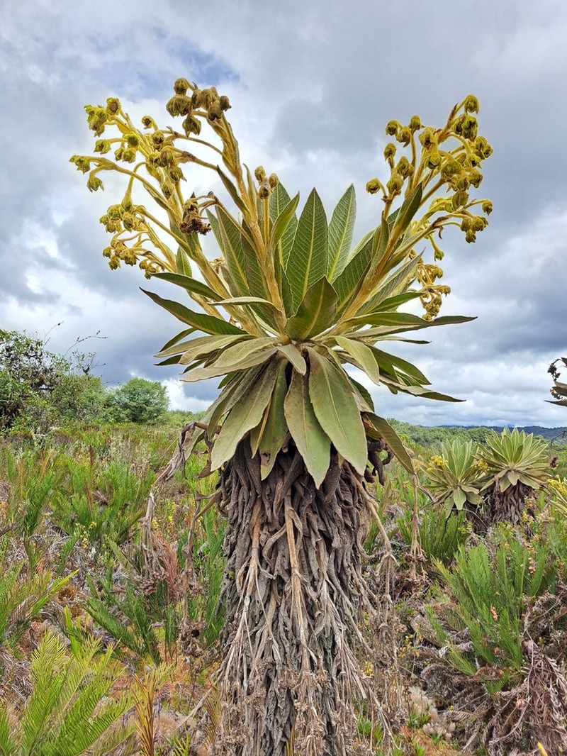 Espeletia idroboi photo 3