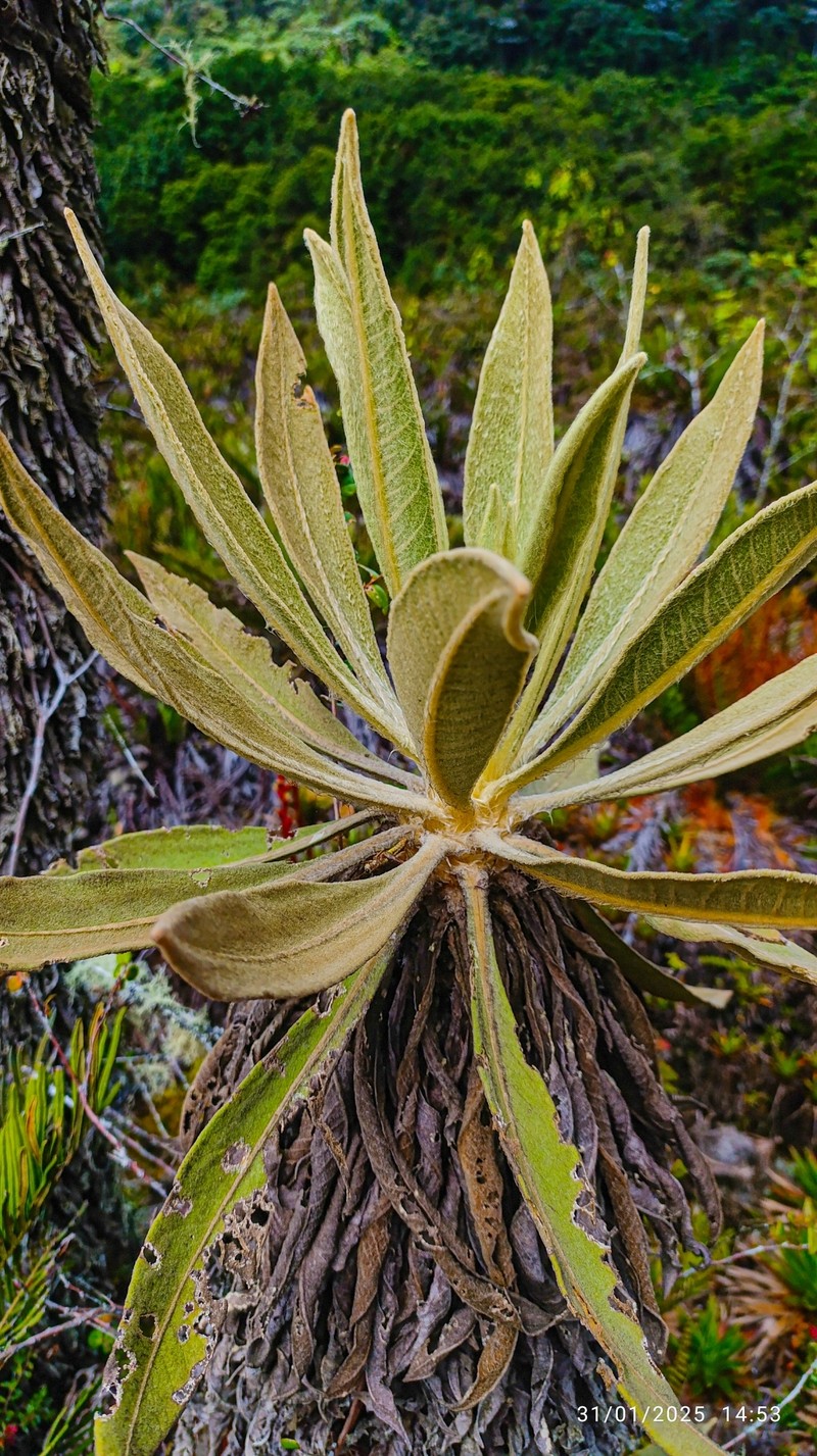 Espeletia idroboi photo 6