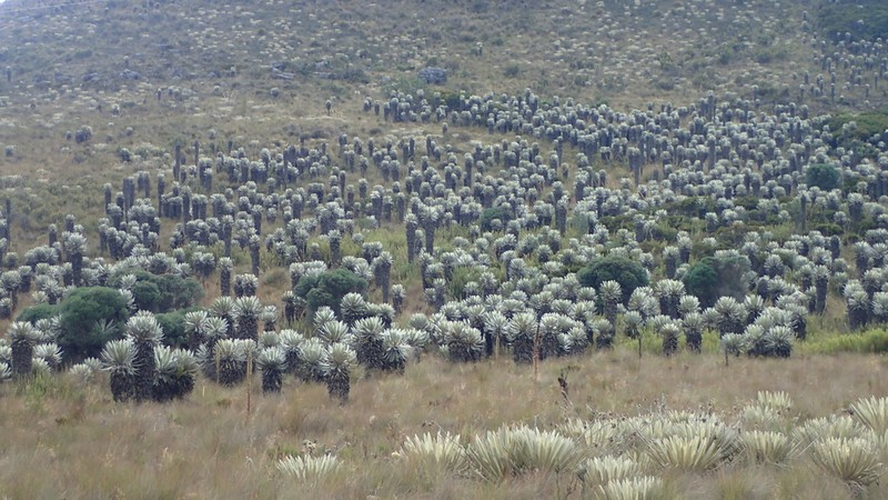 Espeletia incana