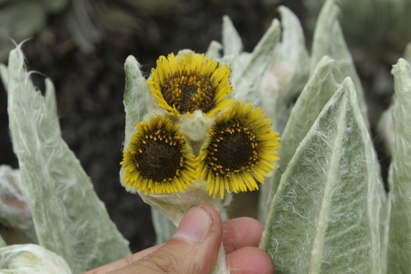 Espeletia incana photo 4