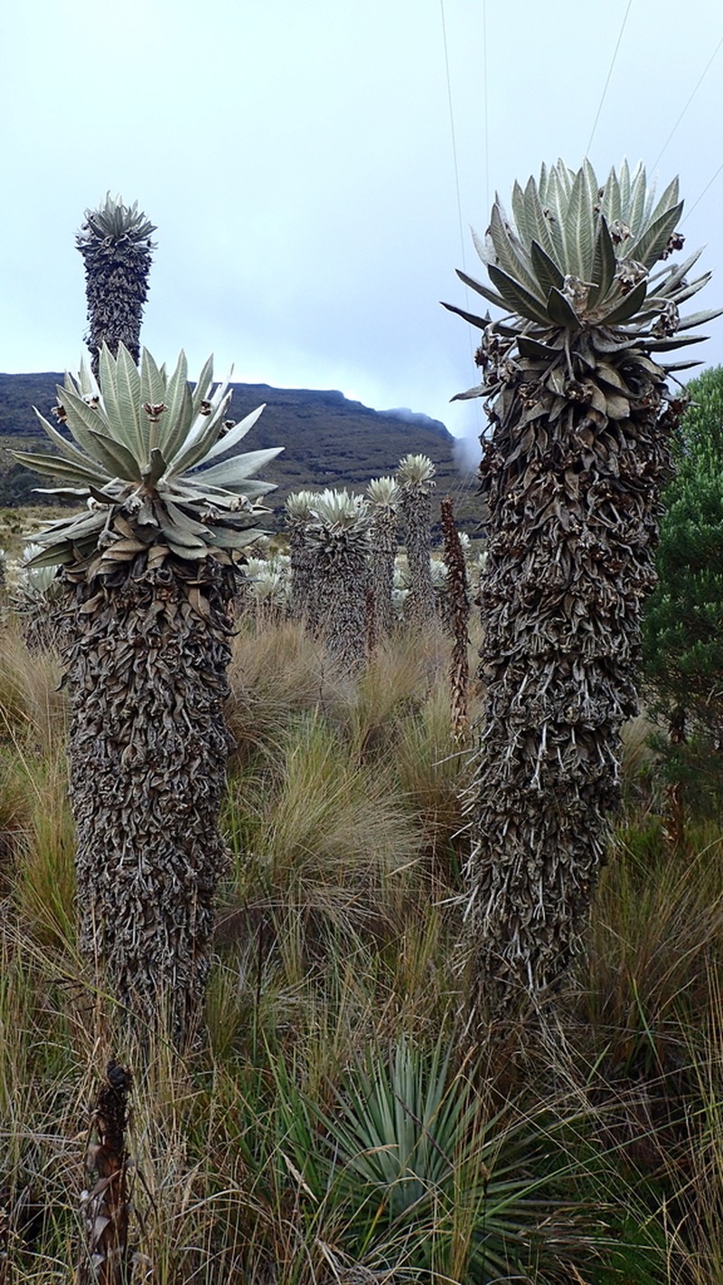 Espeletia incana photo 6