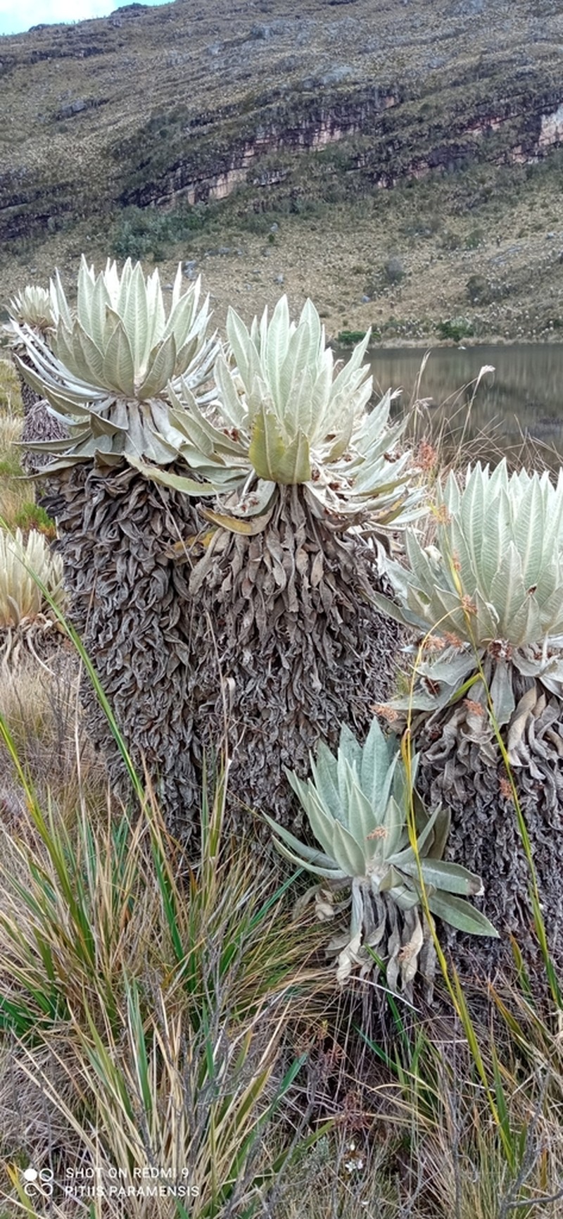 Espeletia incana photo 7