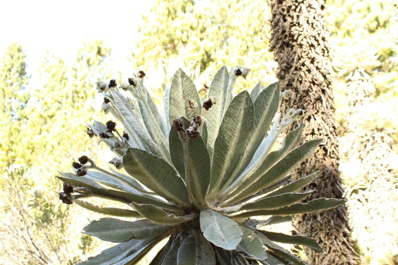 Espeletia incana photo 8