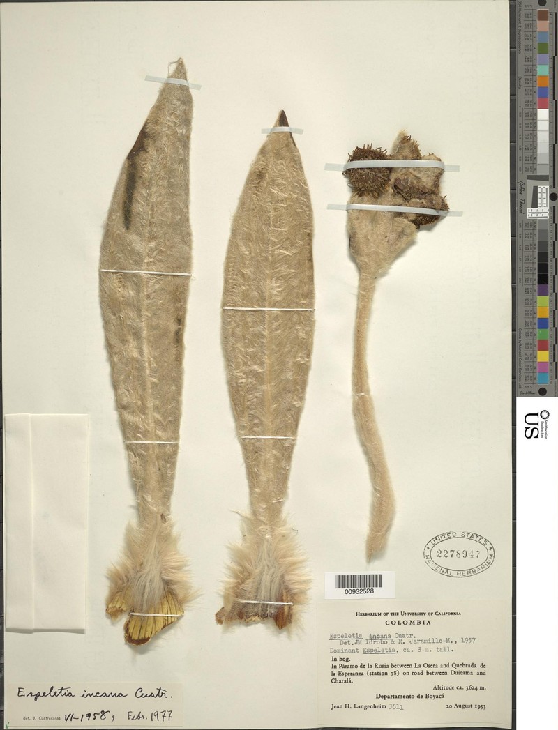 Espeletia incana f. prolificens