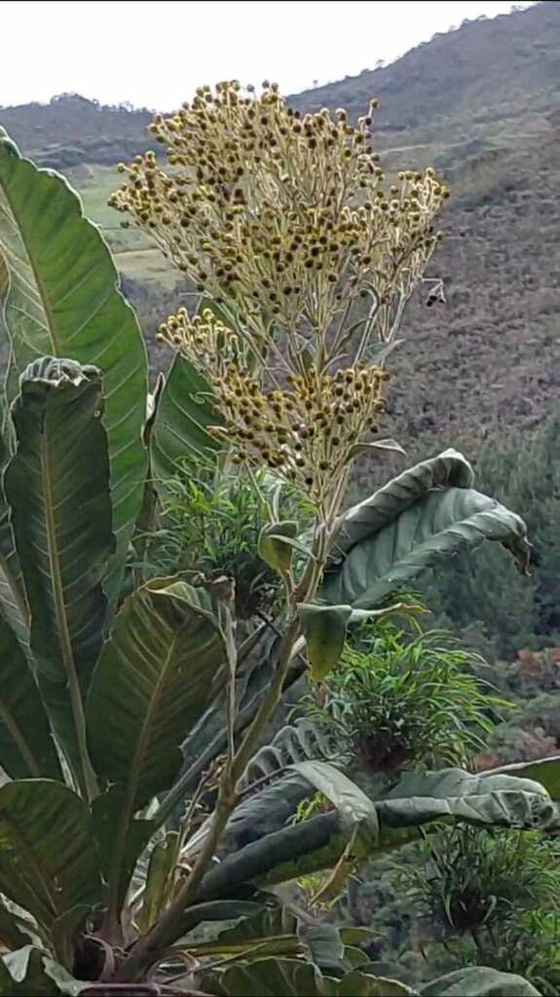 Espeletia insignis