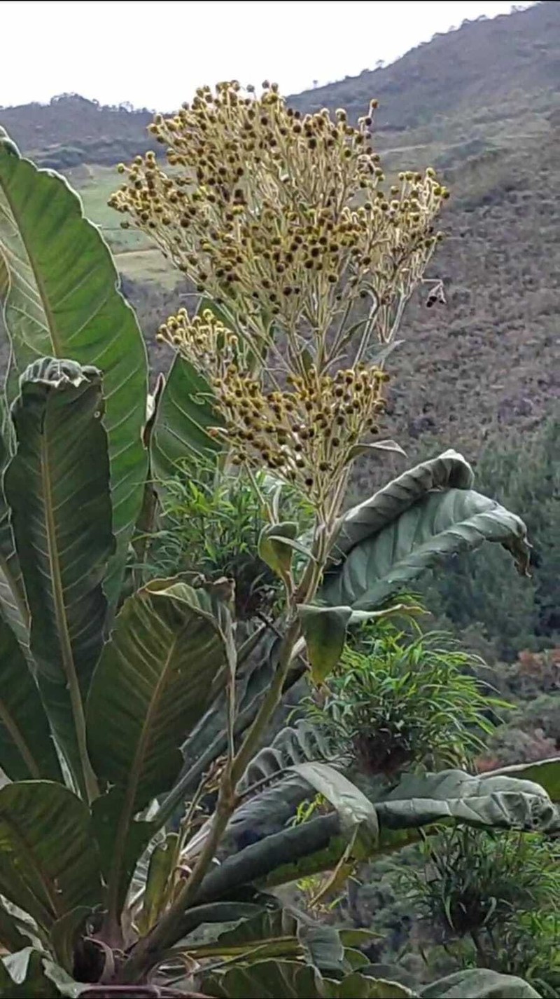 Espeletia insignis photo 2