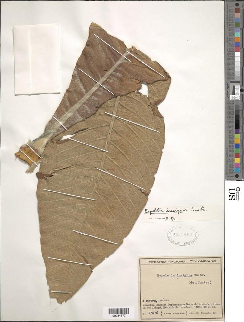 Espeletia insignis photo 3