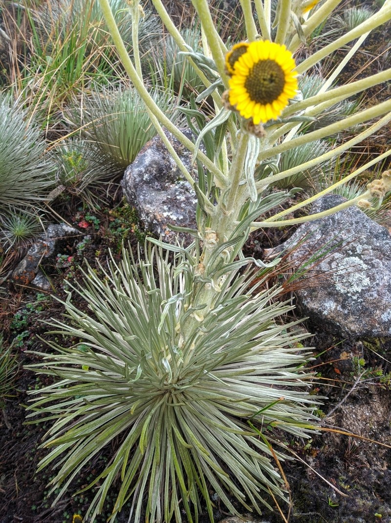 Espeletia jabonensis photo 2