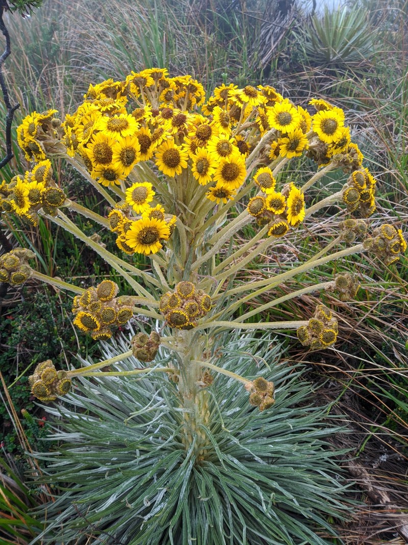 Espeletia jabonensis photo 6