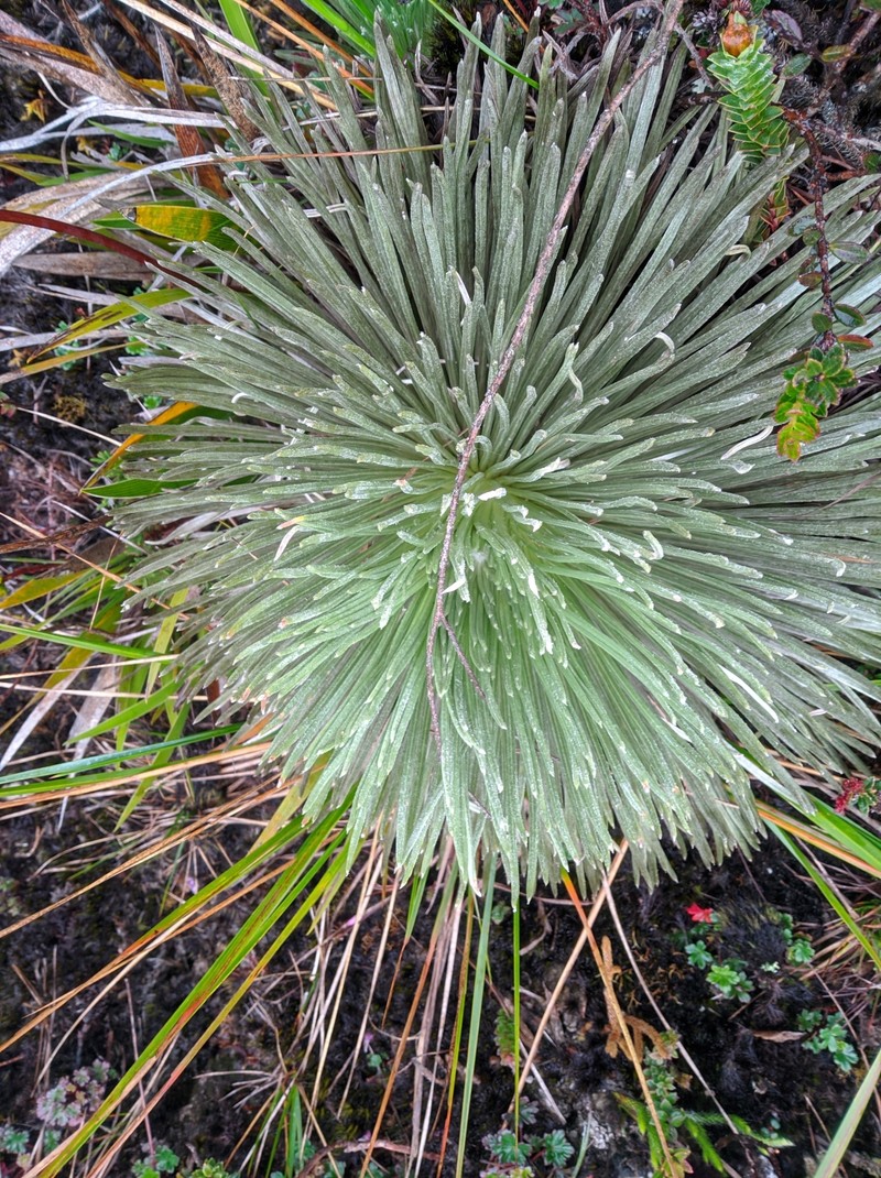 Espeletia jabonensis photo 7