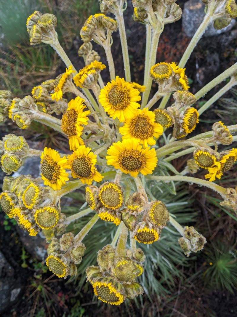 Espeletia jabonensis photo 8