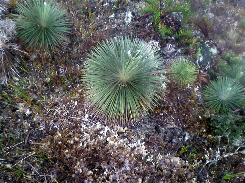 Espeletia jahnii photo 2