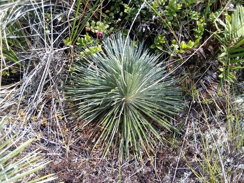 Espeletia jahnii photo 3