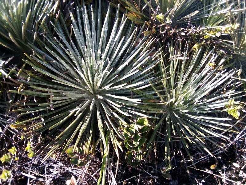 Espeletia jahnii photo 4