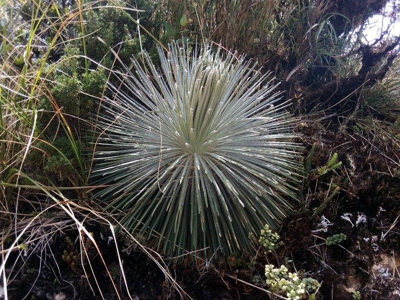 Espeletia jahnii photo 5
