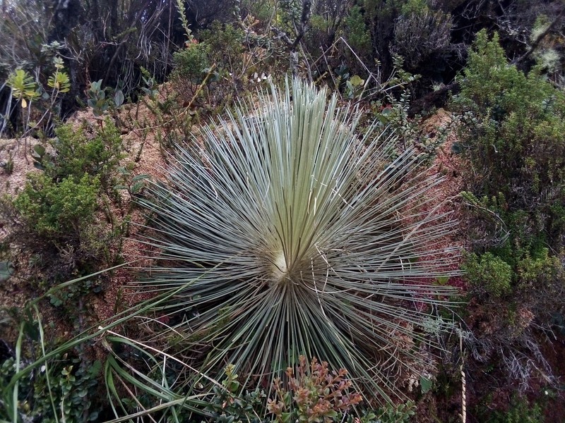 Espeletia jahnii photo 6