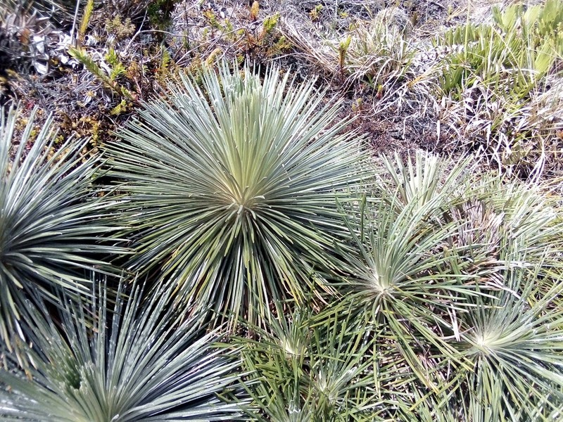 Espeletia jahnii photo 8