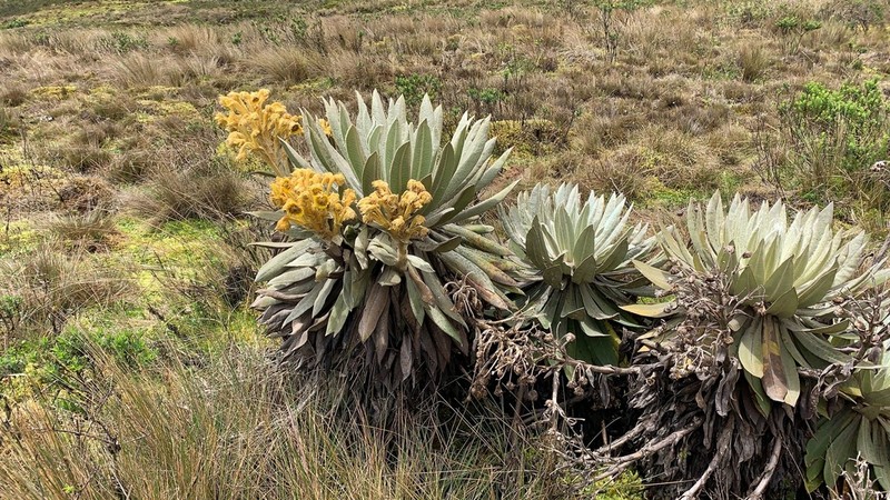 Espeletia jaramilloi