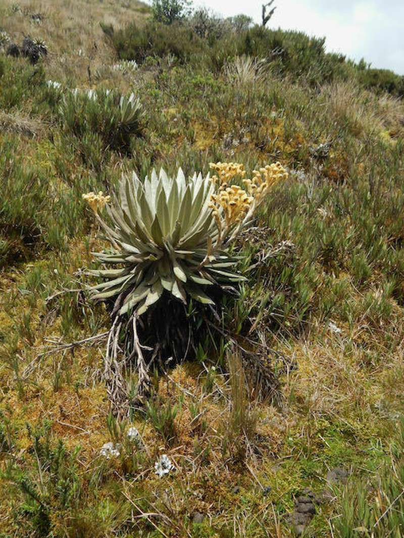 Espeletia jaramilloi photo 2