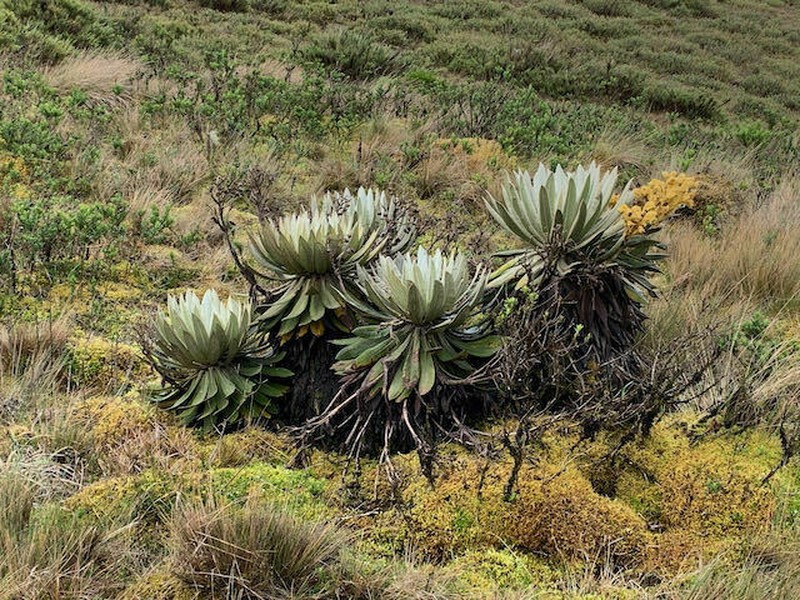 Espeletia jaramilloi photo 3