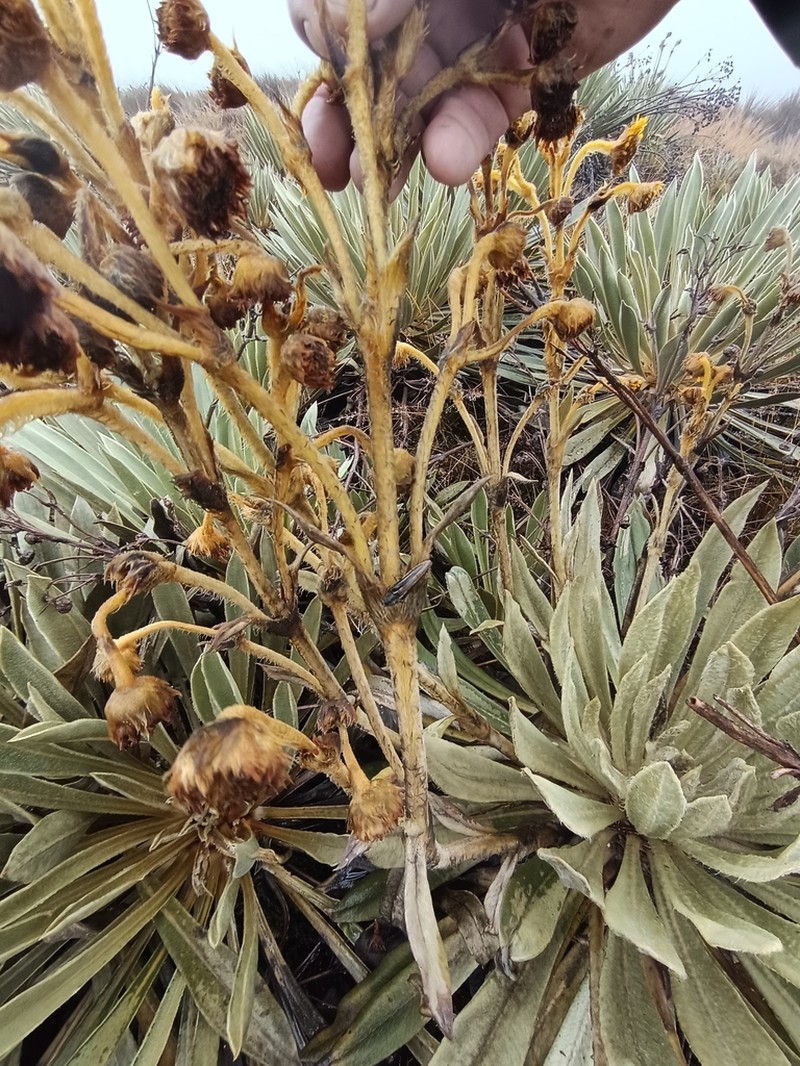 Espeletia jaramilloi photo 4