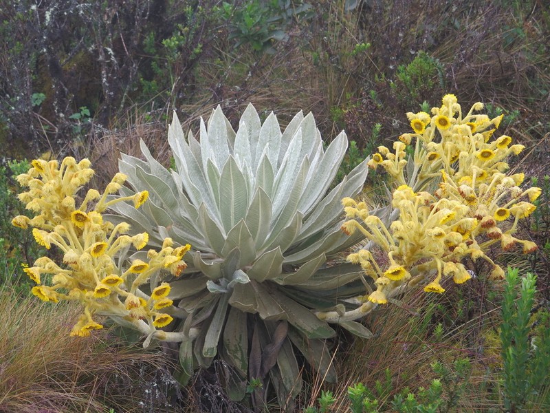 Espeletia jaramilloi photo 6