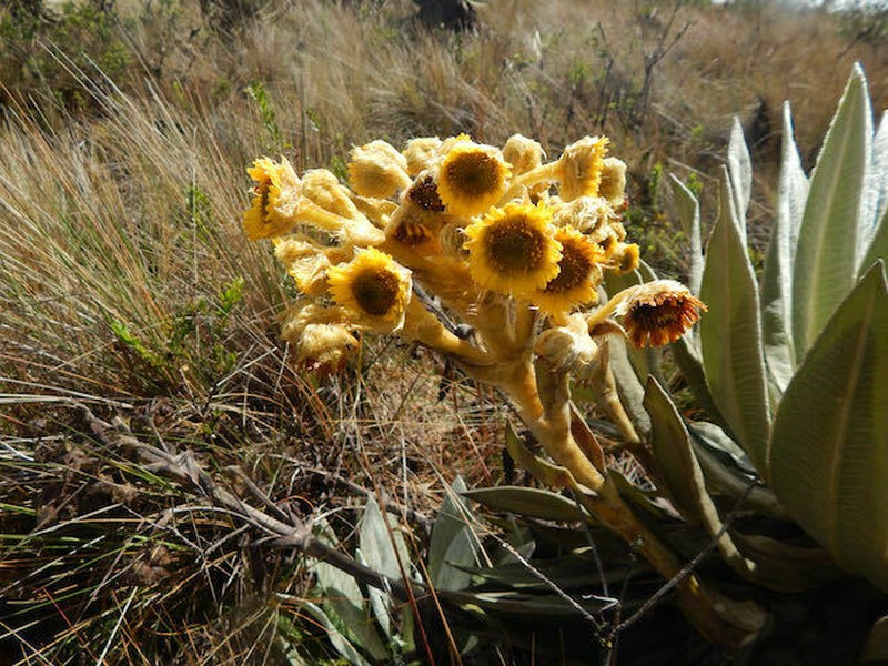 Espeletia jaramilloi photo 8