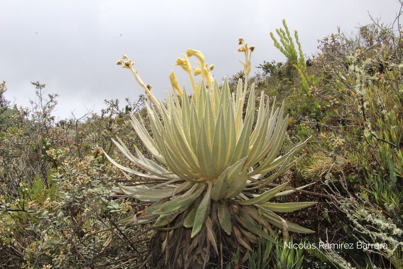 Espeletia killipii