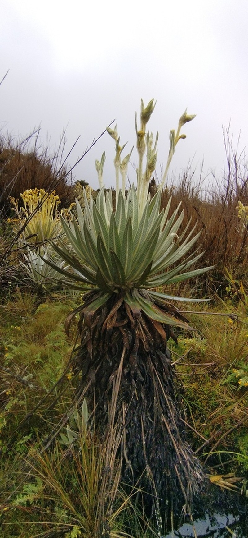 Espeletia killipii photo 2