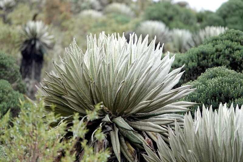 Espeletia killipii photo 5