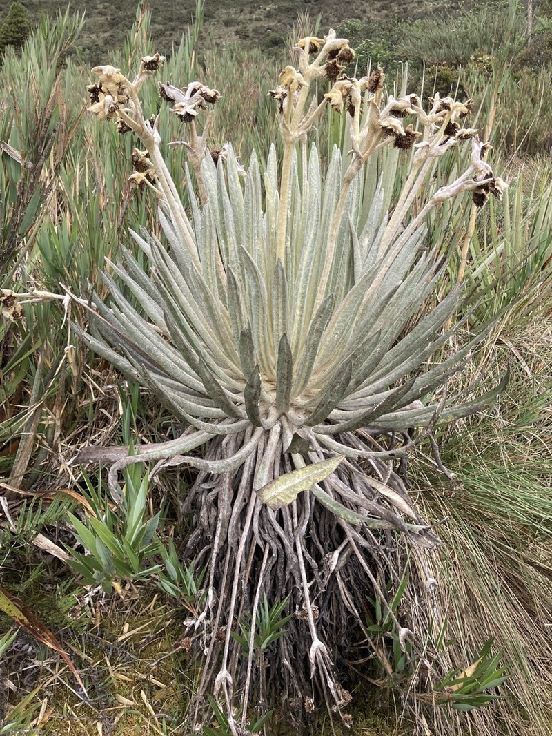 Espeletia killipii photo 7