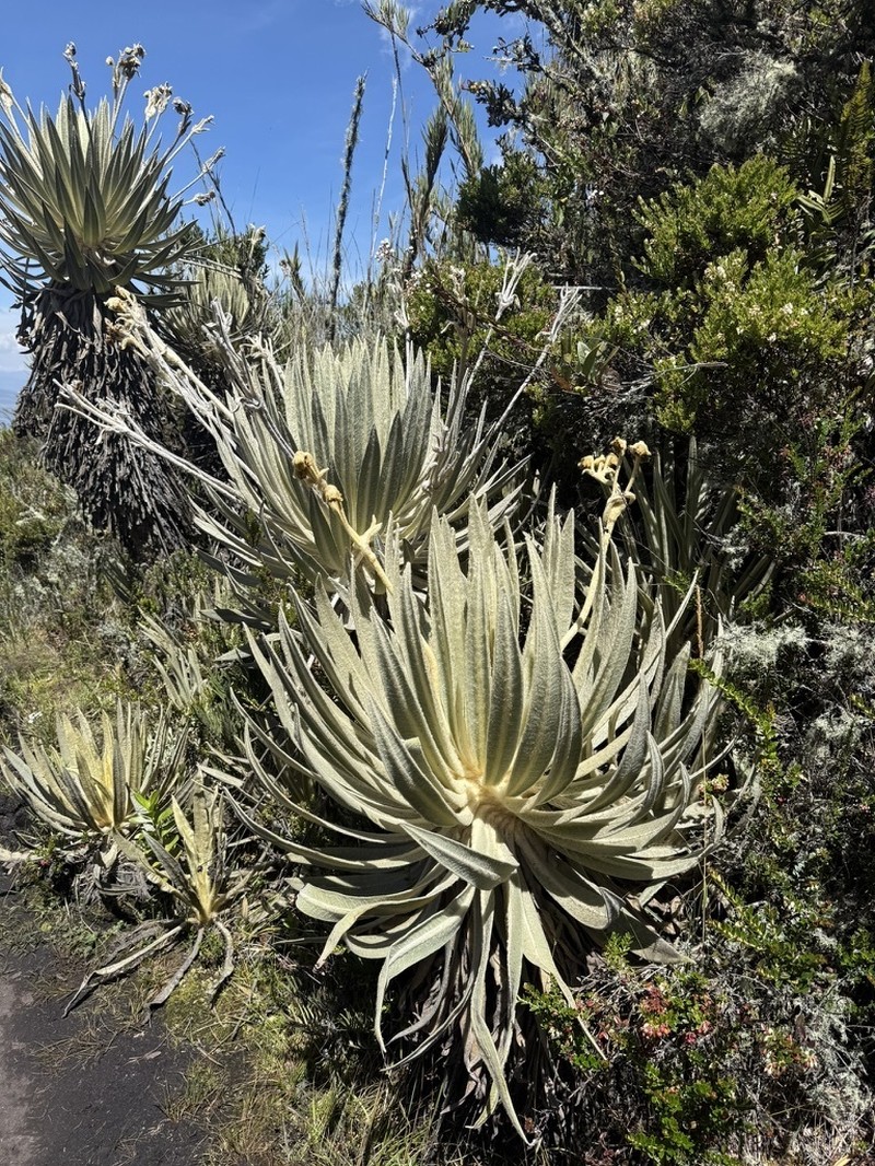 Espeletia killipii photo 8