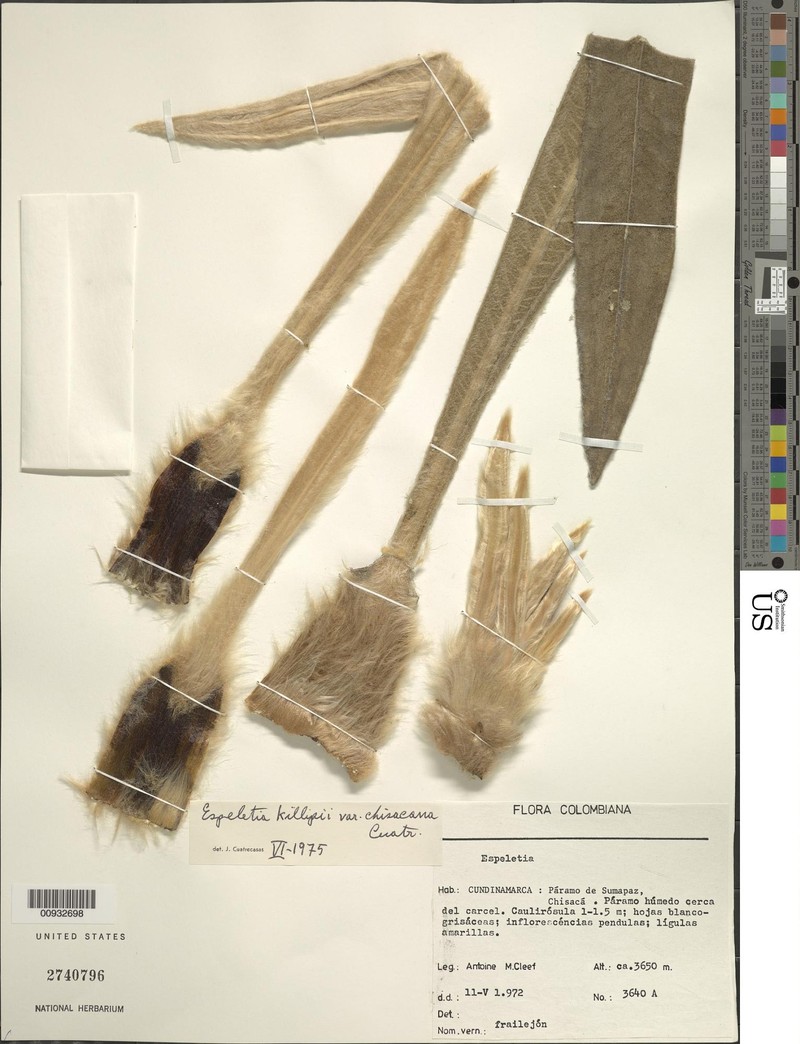 Espeletia killipii var. chisacana