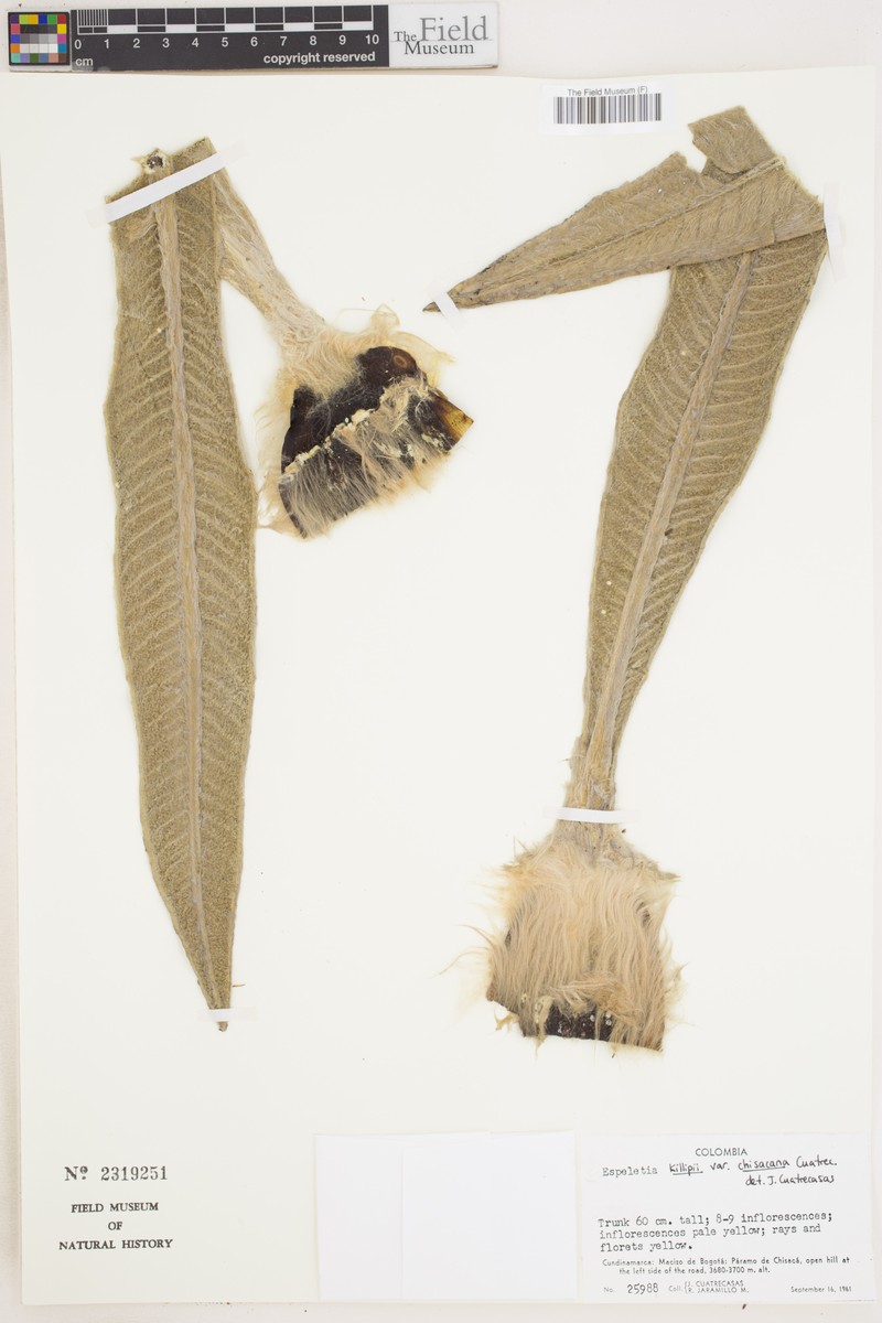 Espeletia killipii var. chisacana photo 2