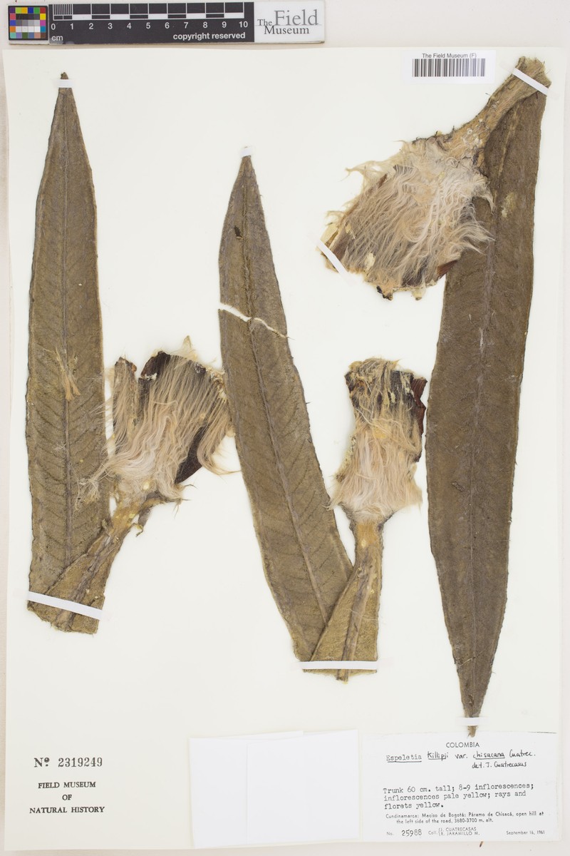 Espeletia killipii var. chisacana photo 4