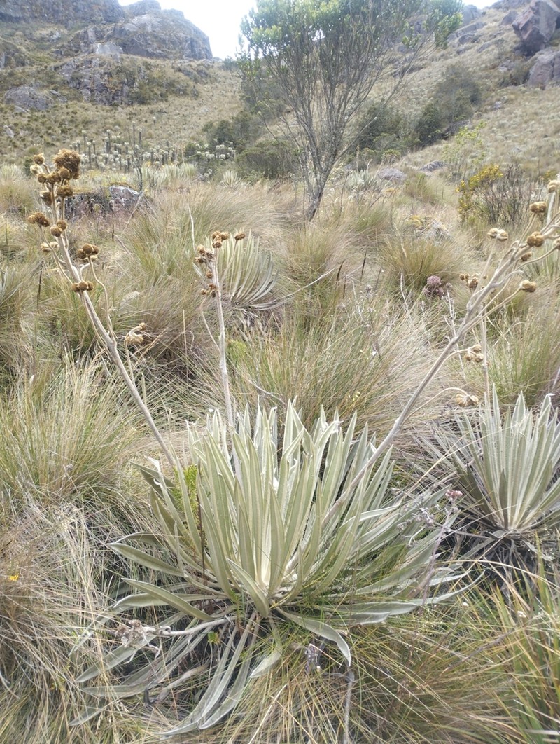 Espeletia laxiflora