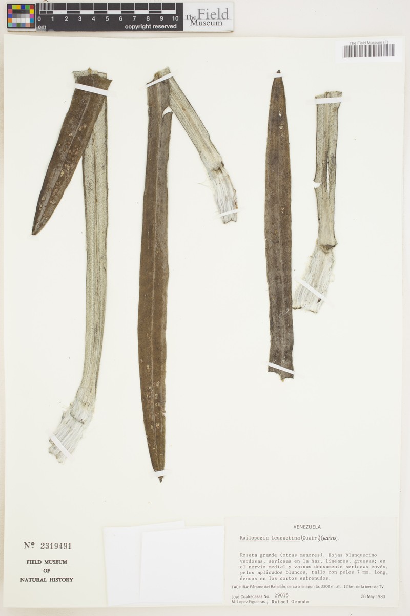 Espeletia leucactina