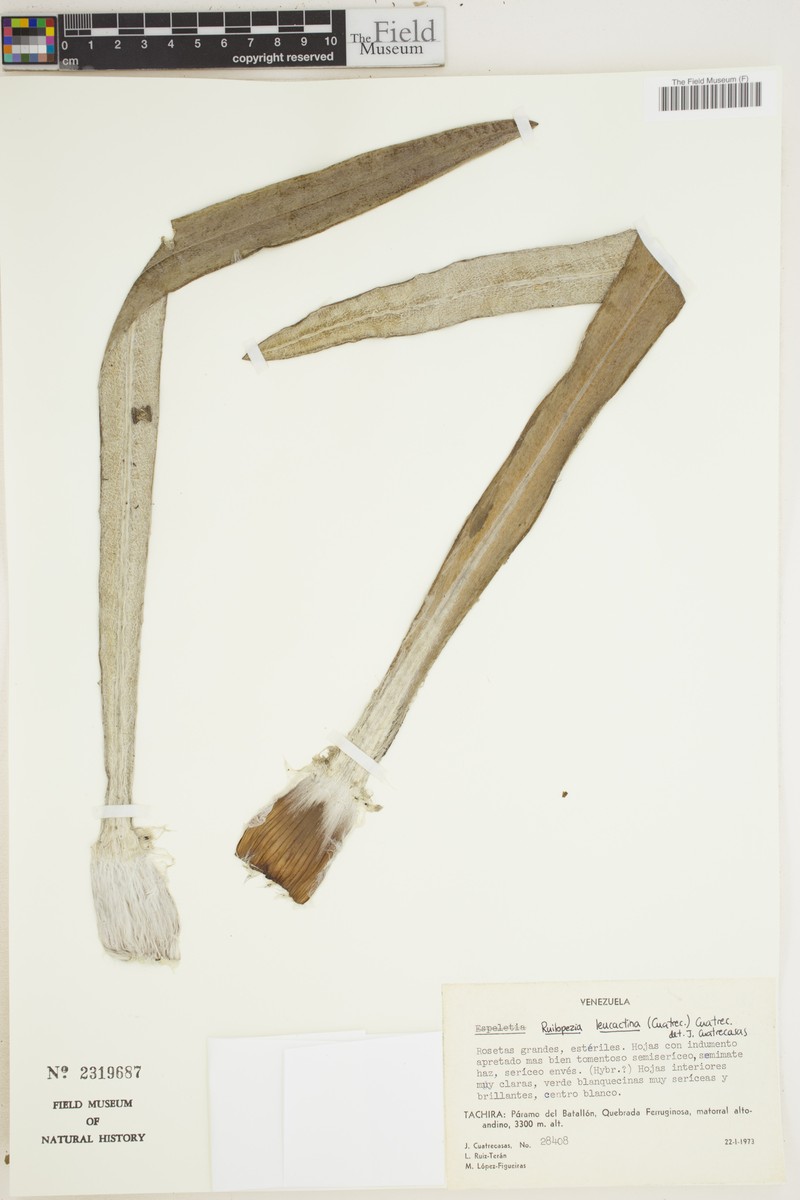 Espeletia leucactina photo 2