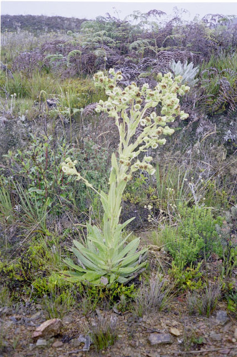 Espeletia lindenii photo 2