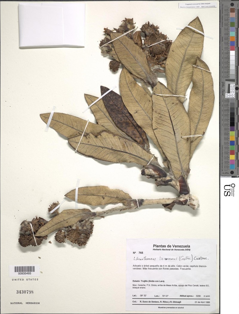 Espeletia liscanoana