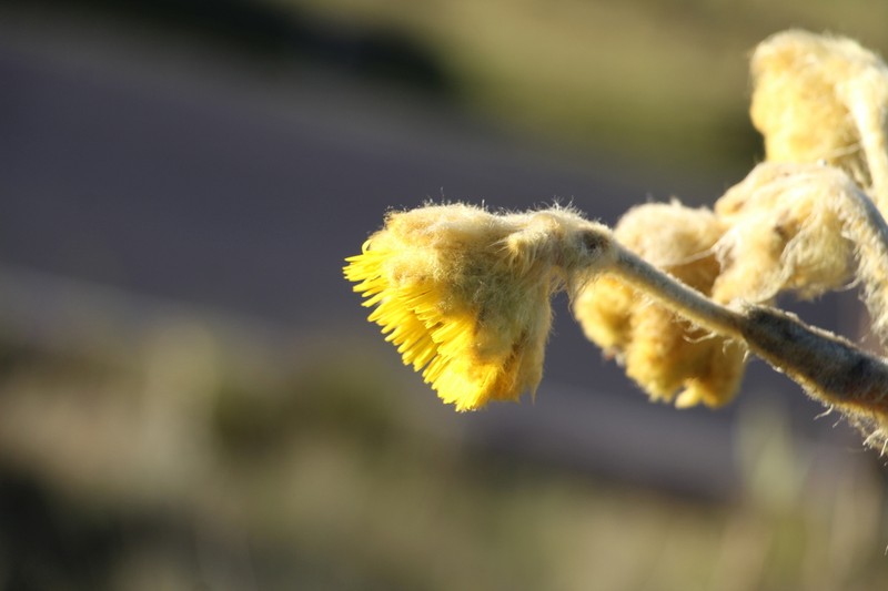 Espeletia lopezii