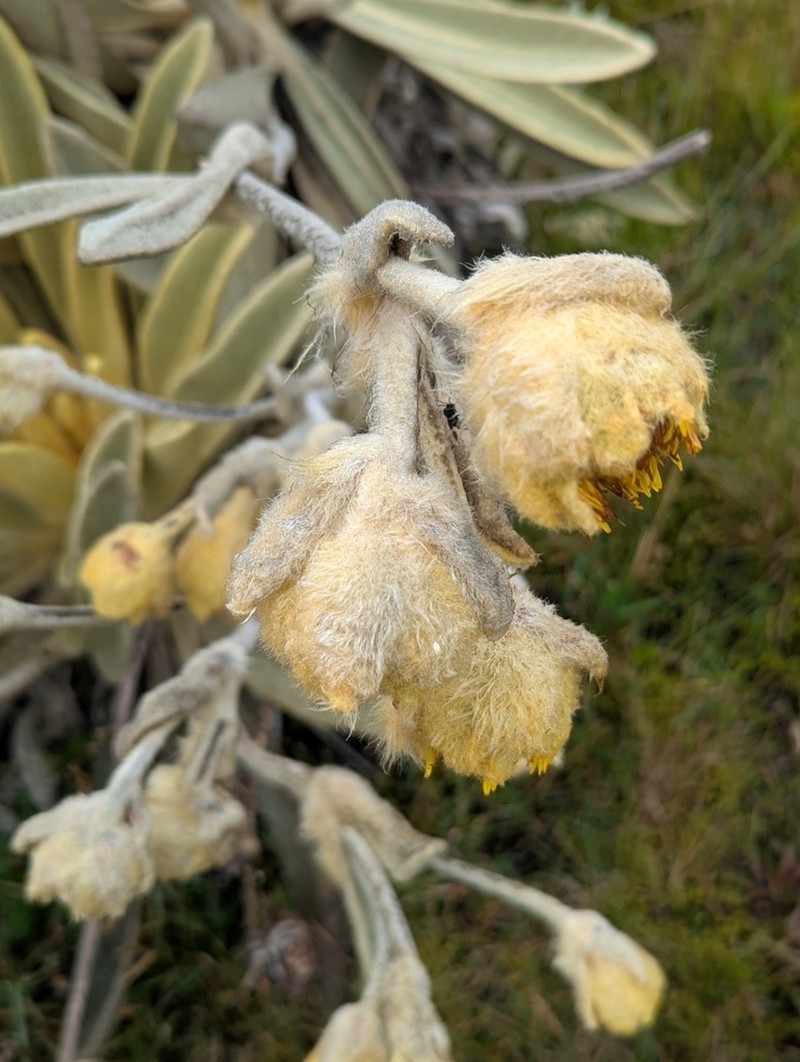 Espeletia lopezii photo 3