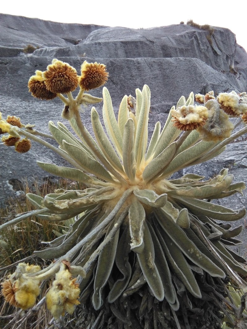 Espeletia lopezii photo 4