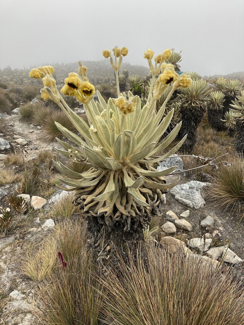 Espeletia lopezii photo 5