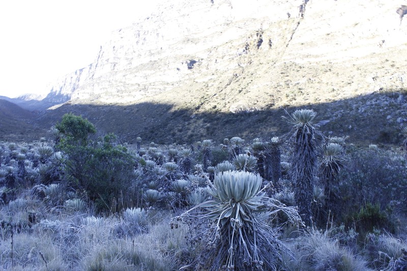 Espeletia lopezii photo 6