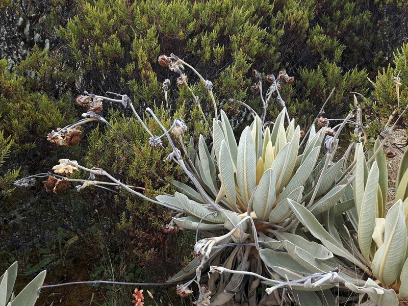 Espeletia lopezii photo 8