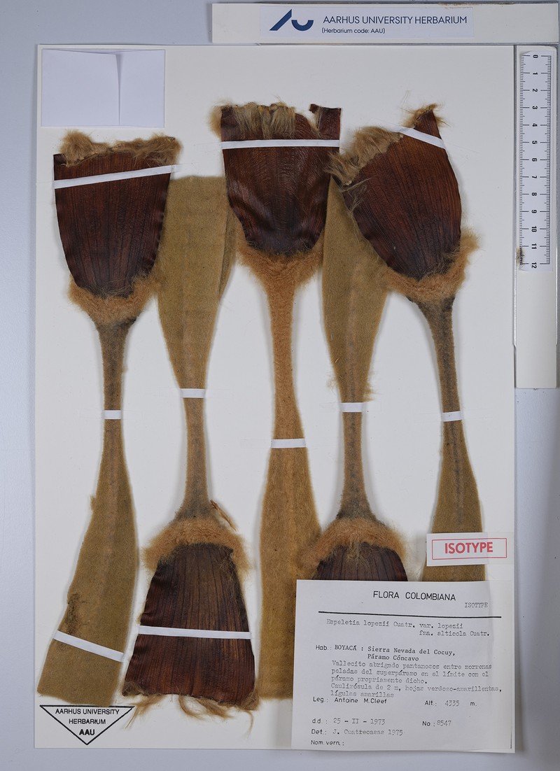 Espeletia lopezii f. alticola
