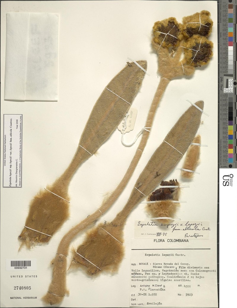 Espeletia lopezii f. alticola photo 2