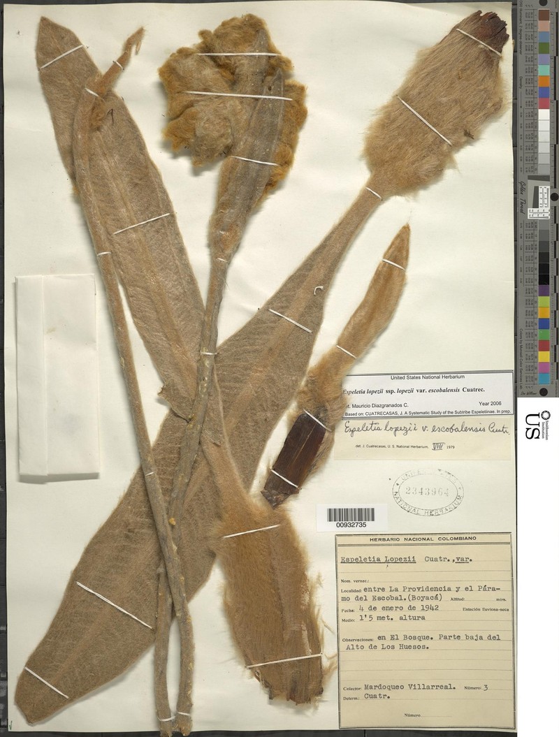 Espeletia lopezii var. escobalensis